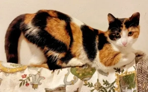  Olga - Freundliche verspielte Glückskatze sucht ihr eigenes Körbchen