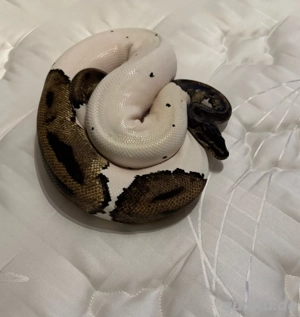 Piebald 0.1 adult Königspython