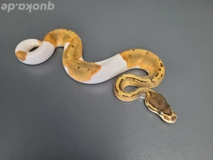 0.1 Pinstripe Pied het. Ultramel 
