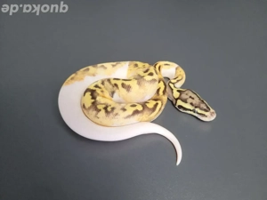 0.1 Enchi Fire Pastel Pied het. Ultramel