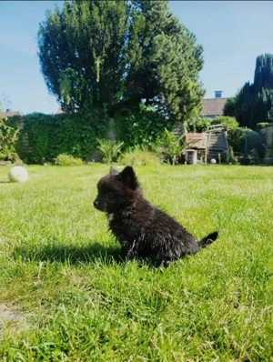 Kleine pommerianmixe 