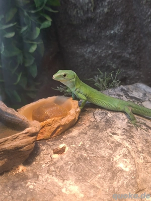 Gastropholis prasina (Grüne Baum-Eidechse) Pärchen.  Bild 7