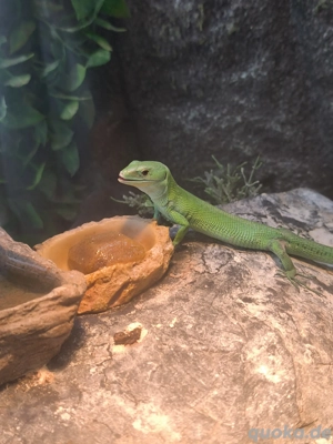 Gastropholis prasina (Grüne Baum-Eidechse) Pärchen.  Bild 6