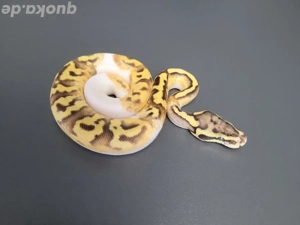 0.1 Enchi Fire Pastel Pied het. Ultramel