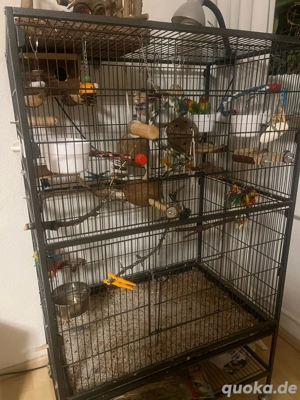 2 unzertrennliche mit käfig  Bild 5