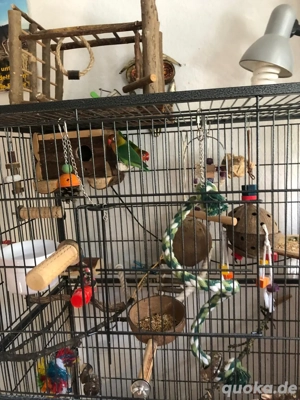 2 unzertrennliche mit käfig  Bild 4