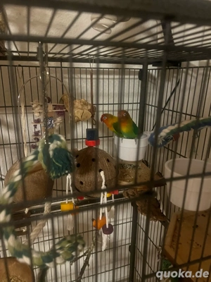 2 unzertrennliche mit käfig  Bild 2