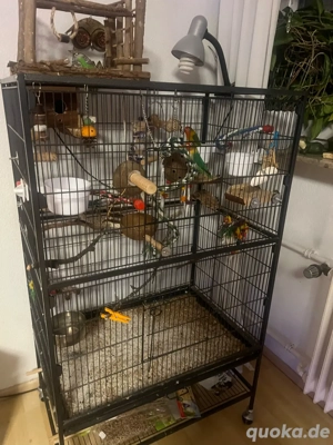 2 unzertrennliche mit käfig  Bild 3