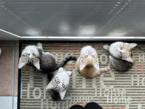 Perser Mix Kitten suchen zuhause! 