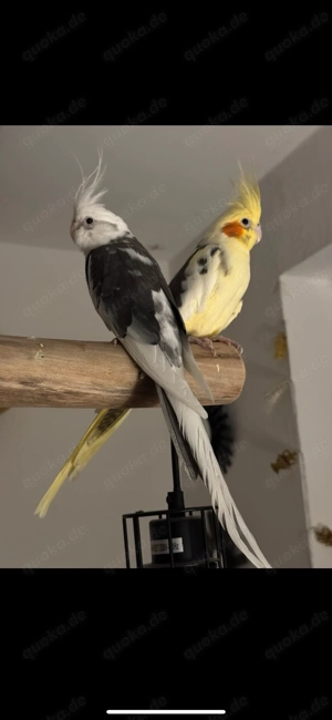 Nymphensittich-Paar   gesund, 5 Jahre