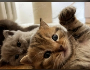 Reinrassige Bkh kitten 