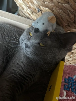 Deckkater  BKH erfahren mit Stammbaum! Bild 5