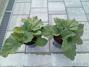 Große Rhabarberpflanzen 