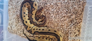 Königspython Clown 1,0