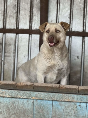 Ocean ca. 50 cm   eine Schönheit