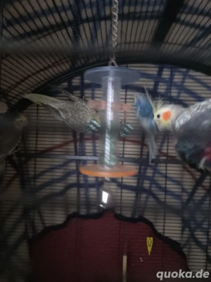 Nymphensittiche und Wellensittiche 