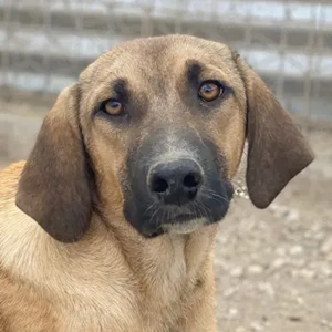 Katinka, geb. ca. 02 2025, lebt in GRIECHENLAND, im städt. Tierheim Serres 