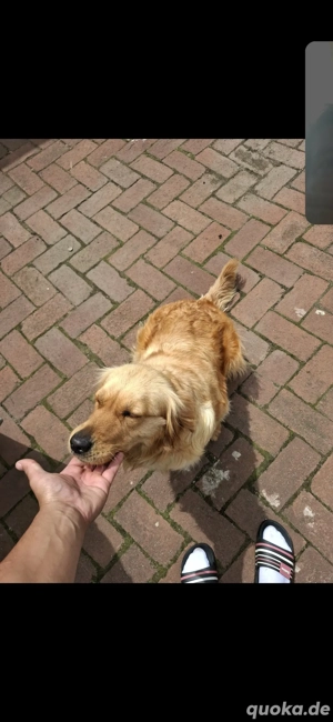 Ich verkaufe eine 3 Jahre alte Hündin. 