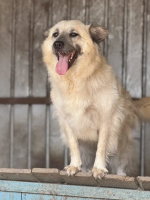 Marou ca. 45 cm   eine Knutschkugel