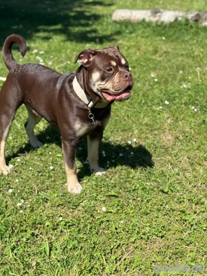 OEB Deckrüde  Bild 3