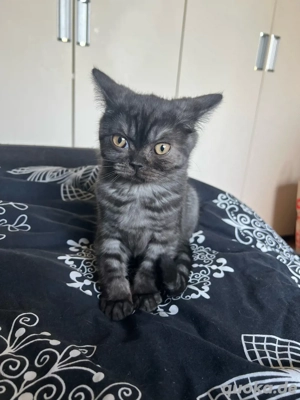 BKH Kitten abgabebereit