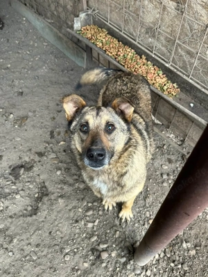 Viccy ca. 45 cm   die Aufgeschlossene