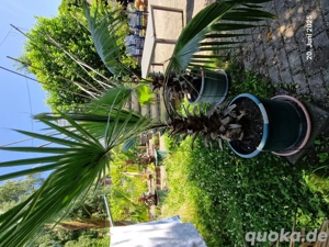 Palmen unterschiedliche