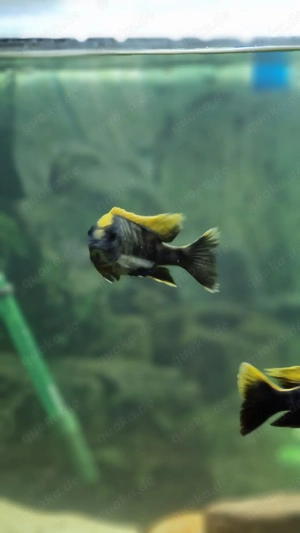 Verkaufe Buntbarsche Bild 3