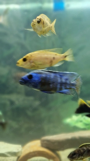 Verkaufe Buntbarsche