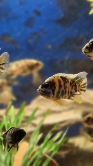 Verkaufe Buntbarsche Bild 6