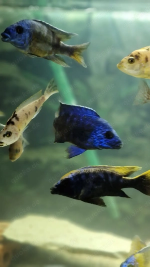 Verkaufe Buntbarsche Bild 4