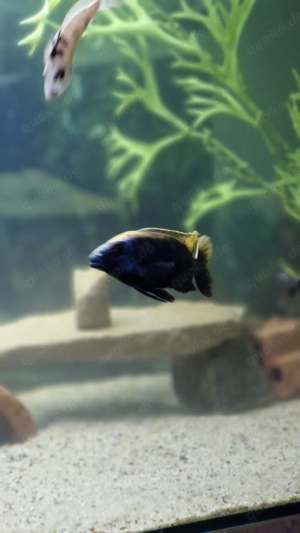 Verkaufe Buntbarsche Bild 2