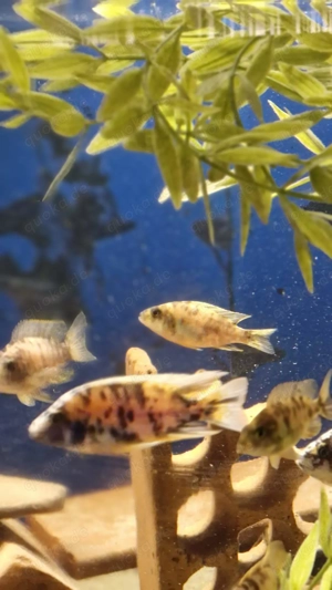 Verkaufe Buntbarsche Bild 5