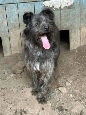 Blacky H ca. 38 cm   mit treuem Blick