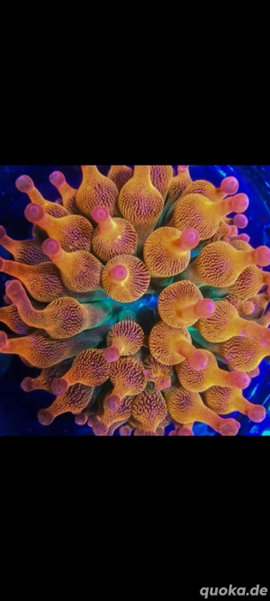 Sunburst Anemone Meerwasser Ableger Korallen