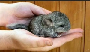 Kleines Chinchillamännchen abzugeben