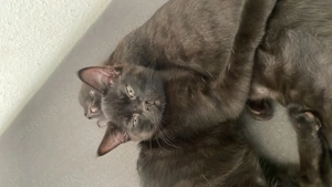 Bkh - Ekh Katzen Mix