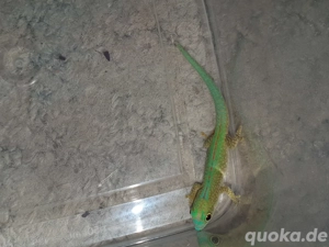 0.0.3 phelsuma robertmertensi  Bild 3
