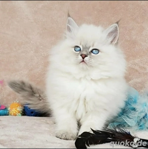 entzückendes sibirisches Kätzchen