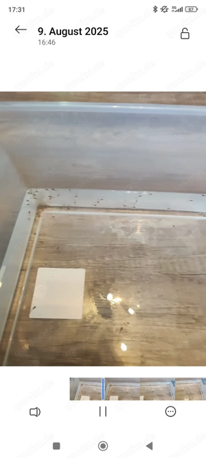 Guppy babys 09.08.25