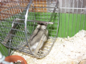 Katzen- Kleintiersitter Bild 4