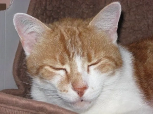 Katzen- Kleintiersitter