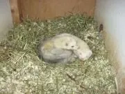 Katzen- Kleintiersitter Bild 2