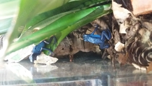 Katzen- Kleintiersitter Bild 5