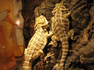 Katzen- Kleintiersitter Bild 3