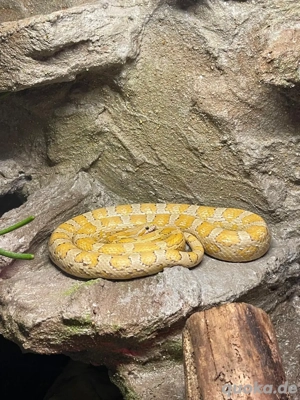 Golddust 0.1 Kornnatter