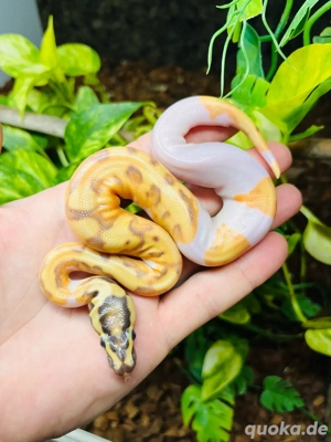 Schöne Königspython Farbmorphen 