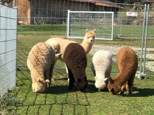 Alpaka Hengste Huacaya