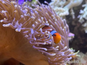 Meerwasser- Aquarienauflösungen   Überschüsse gesucht