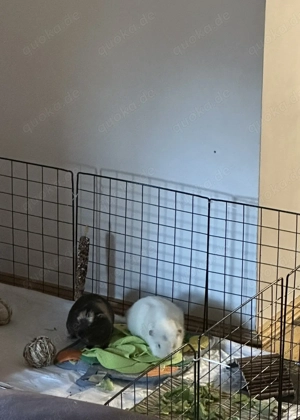 Zwei Meerschweinchen suchen dringend ein liebevolles, artgerechtes Zuhause